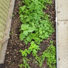 GewaechshausVorneLinks 2026-06-01 12.41.